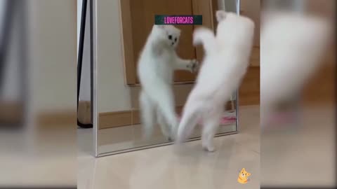 what happened when cute cat looked her self in the mirror😂😂😂