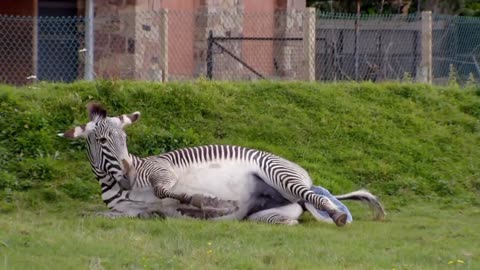 🔴 Zebra Gives Birth After Challenging Experience | The Untold Story of the Zoo