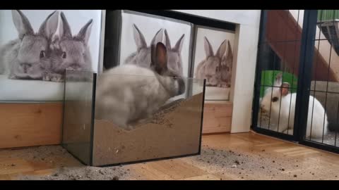 Cute rabbits videos