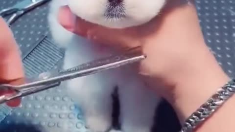 Cute dog getting a hair cut