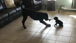 Gentle giants playing with 6 week old puppy