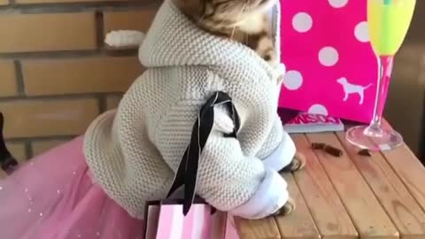 Cat super cute baby scene