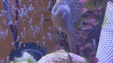 Male Sea Horse Giving Birth