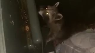 Raccoon Makes a Ruckus in the Rubbish