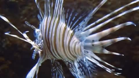 Tropical Lionfish In The Coral Reef