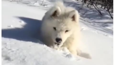 Snowy little dog