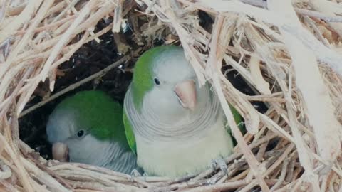 This beautiful little birds so awesome 😍