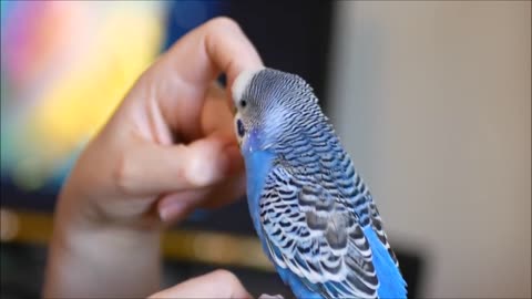 cute parrot compilation of video