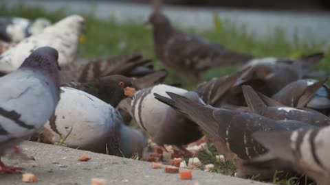 A flock of gray urban pigeons pecks scattered pieces of bread
