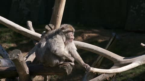 Ape World monkeys