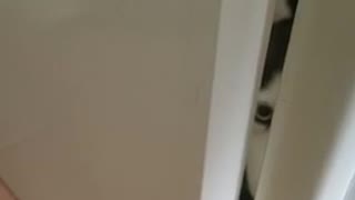 Creepy husky peeks through bathroom door at owner