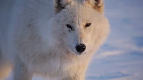 The Nature Of The Wolf And Different Types Of Wolf Nature HD