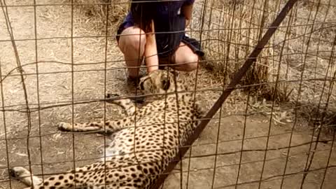 In an aviary with a Cheetah