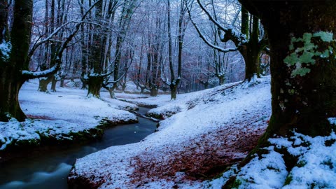 Winter forest