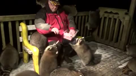 A man who has been feeding raccoons for the past 20 years.