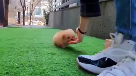 Cute Smallest Dog in the World | Adorable cute smallest Dogs 1