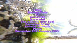 Atlantic Grey Sean Spearmint 2021 from my Motorola phone 2021 Plymouth Ocean City.