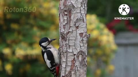 Watch how the woodpeckers eat