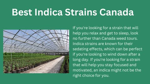 Best Indica Strains Canada