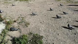 A flock of beautiful pigeons walks on the street.