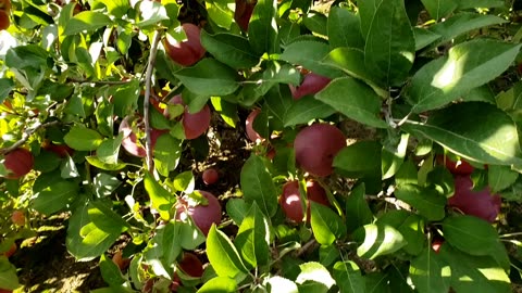 Apple Farm, Red Apple