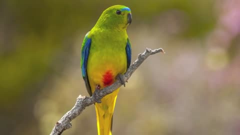 Tasmania_s_swift_parrot_set_to_follow_the_dodo