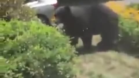 Person Commands Bear To Get Out Of Their House