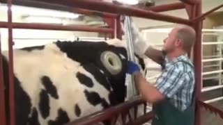 Cow...