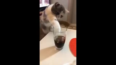 Best Funny Animal Videos 2023😂 Funniest Cats And Dogs Videos Will Make You Laugh