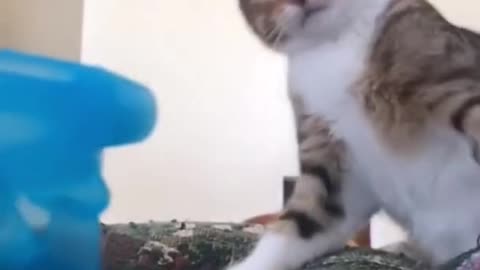 Cats will tell you if they like something