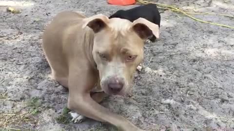 Adorable gaggle of foster puppies gang up on pittie foster sister