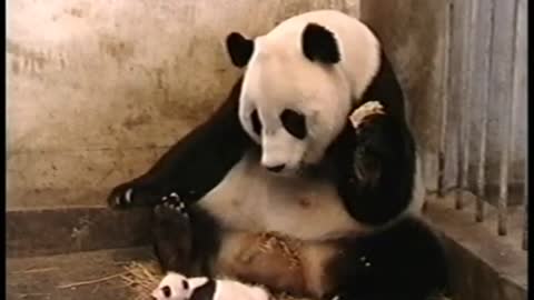 Sneezing Baby Panda-Hilarious Reaction!