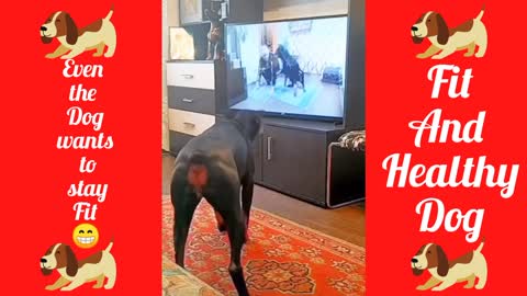 Even the Dog want's to Stay Fit and Healthy 😁 | watch Amazing Dog Exercise