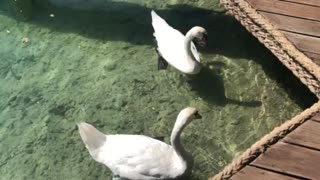 Swans seeking food
