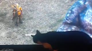 Cat Checks Behind TV For Werewolf