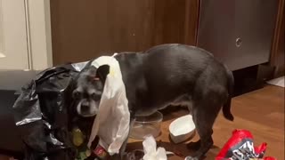 Naughty Dog Gets Into Trash