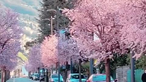 Trees Blossom Happy Good vibes