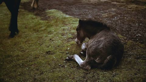 Cute foal lying on the field and eating grass. Little Icelandic horse resting on the nature