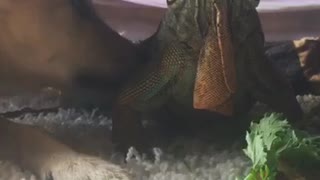 Iguana and puppy share food
