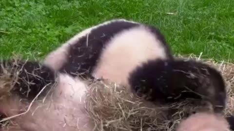 World Wild Life Fund Panda Lovers Club