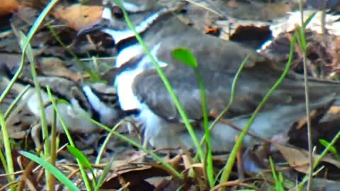 Killdeer and Chicks