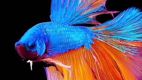 beautiful fish