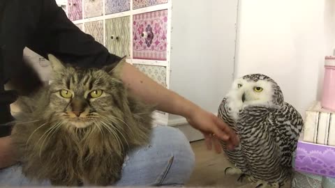 Cat and Snowy Owl get love from their owner