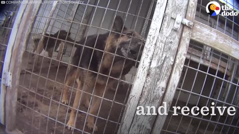 Dog Saved From Puppy Mill Gets The Ultimate Bucket List | The Dodo