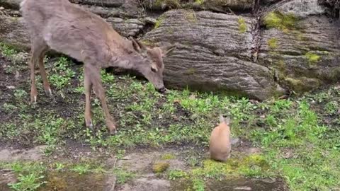 🔴Fawn listens to human's advice to be gentle to bunny rabbit