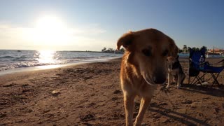 A brown dog walking on the beach