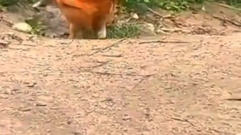 Cat Vs Chicken fight