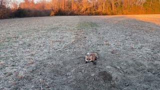 Red Fox Trapping