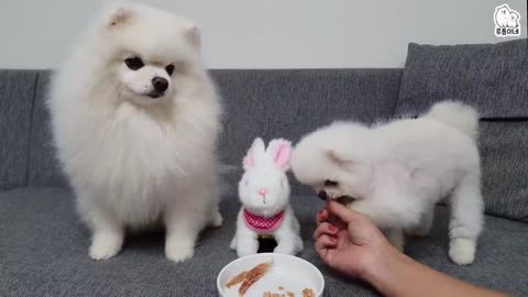 The dog that steals the rabbit's carrots