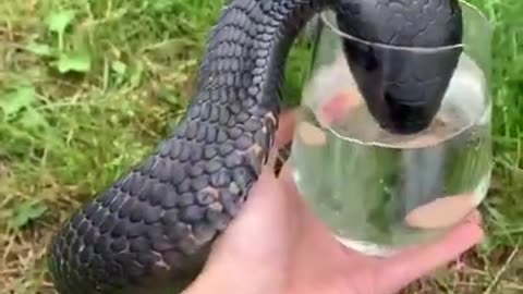 Snake Drinking Water From Glass #shorts #viral #shortsvideo #video